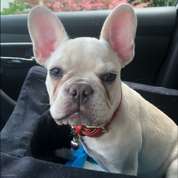 Meet your Posher, Danielle - Picture 3 of 16